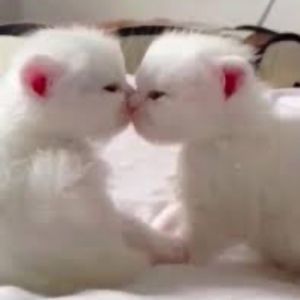 Meet your Posher, Priscilla